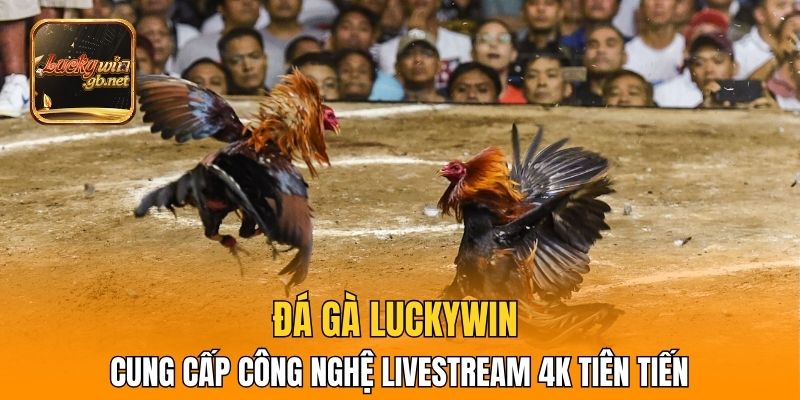 Đá gà Luckywin cung cấp công nghệ livestream 4K tiên tiến