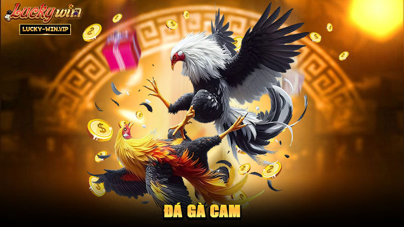 Đá Gà Cam – Chuyên mục theo dõi các trận đấu nổi bật